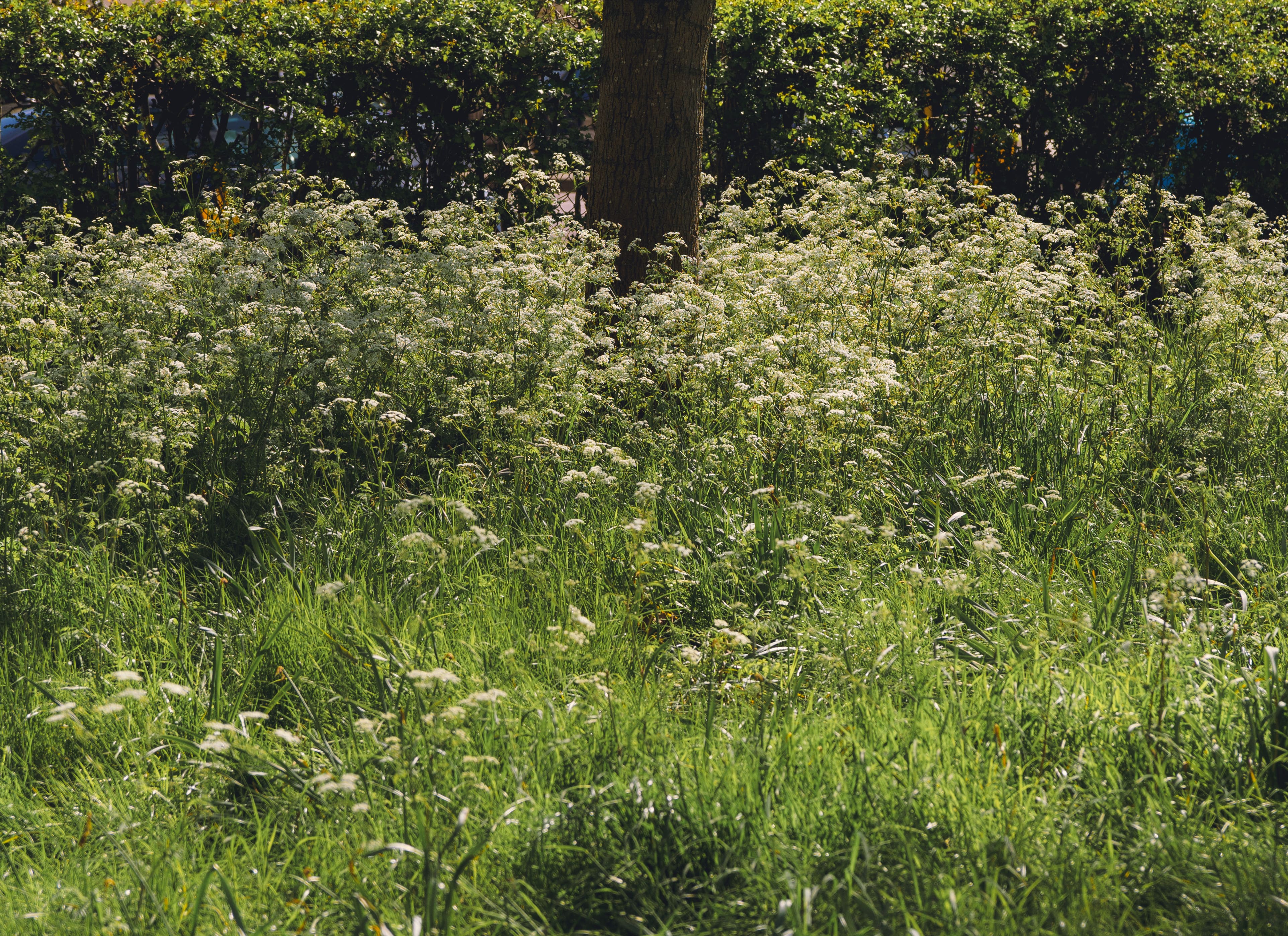 Flowers Sprouting Around A Tree